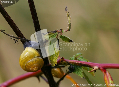 Image of Snail on nettles