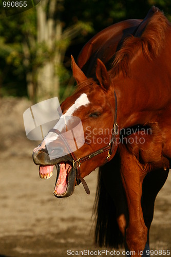 Image of Horse making a grimace