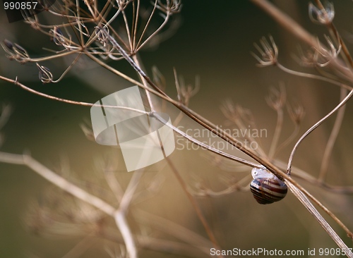 Image of Snail on a dead plant