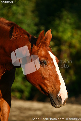 Image of Horse portrait
