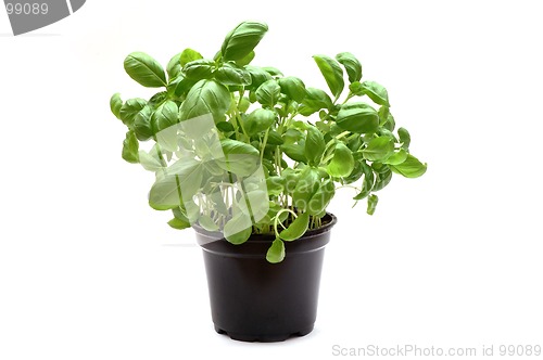 Image of Basil