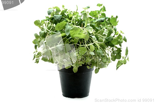 Image of Oregano