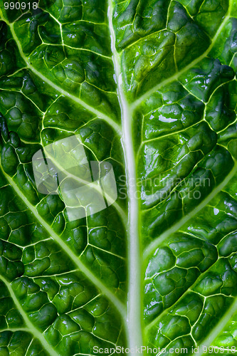 Image of savoy cabbage leaf