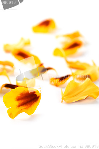 Image of marigold flowers petals