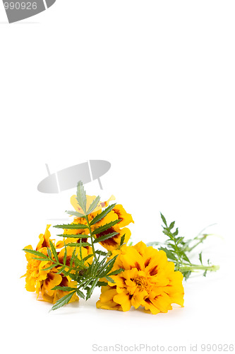 Image of marigold flowers