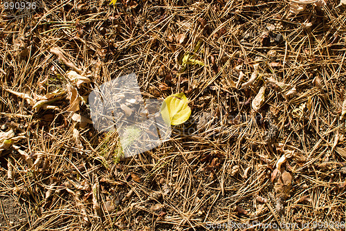 Image of pine needles