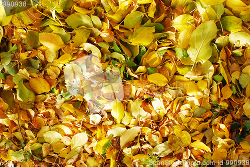 Image of autumn background