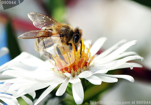 Image of Bees collect honey