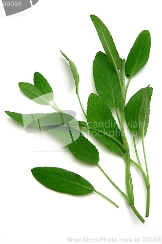 Image of Sage