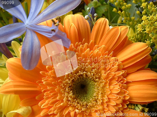 Image of Orange gerbera