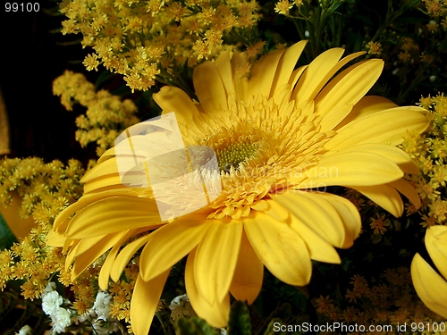 Image of Yellow gerbera