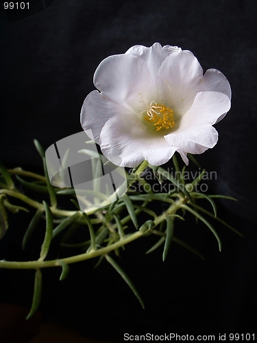 Image of White moss rose