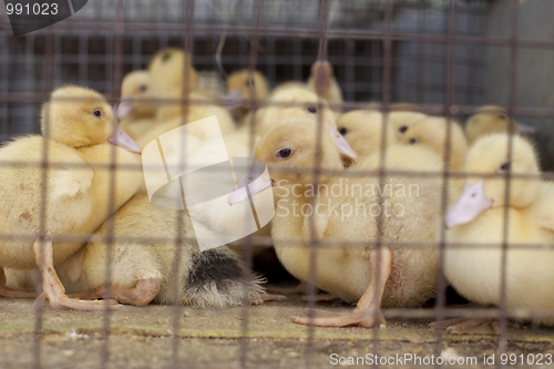 Image of Little duck in a cage