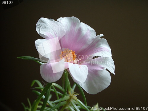 Image of Pink and white moss rose
