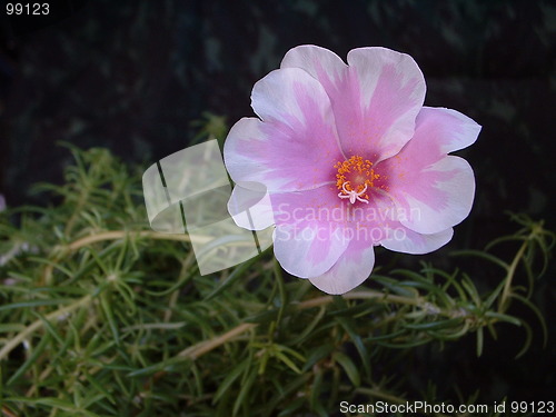 Image of Pink and white moss rose