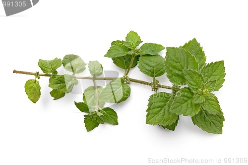 Image of A green sprig of mint