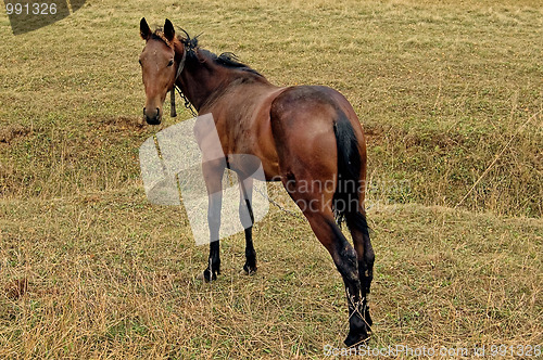 Image of Bay horse in the meadow