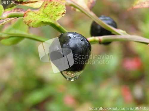 Image of Juicy bilberry