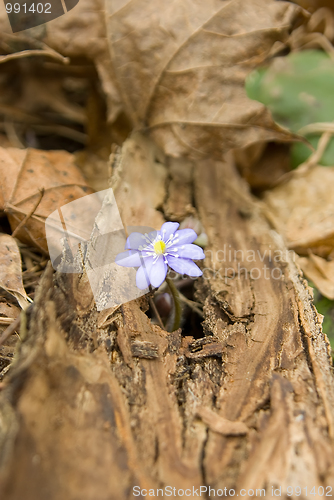 Image of The first flower in our district