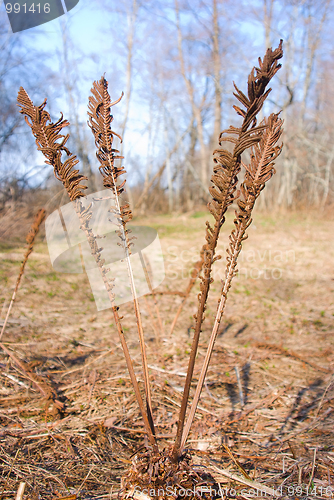 Image of Late autumn