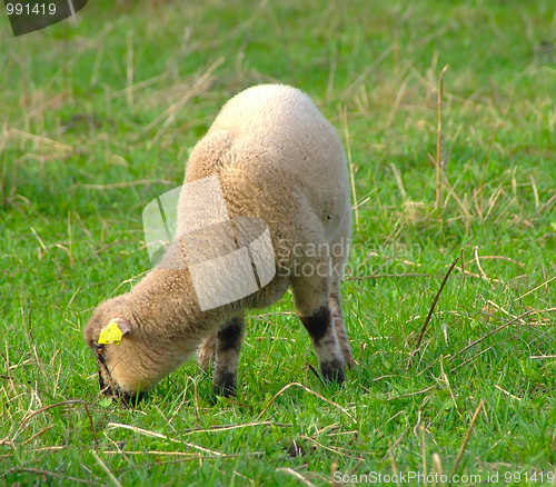Image of sheep 