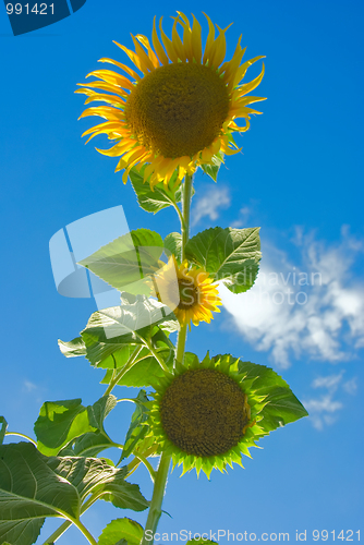 Image of Sunflowers 
