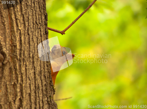 Image of squirrel 