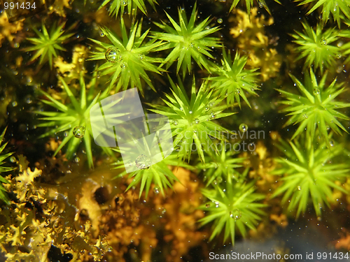 Image of moss under water 