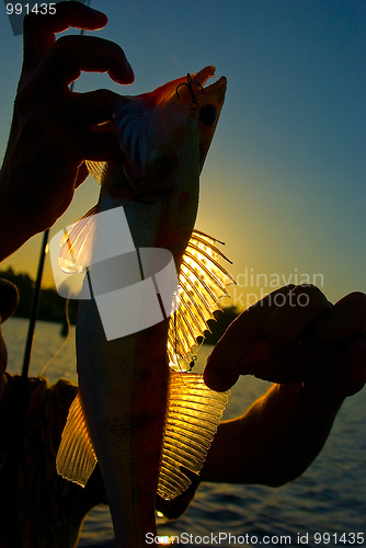 Image of Trophy on fishing – a zander