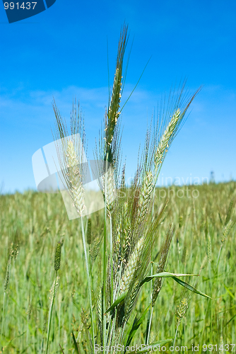 Image of wheat