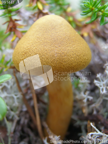 Image of toadstool