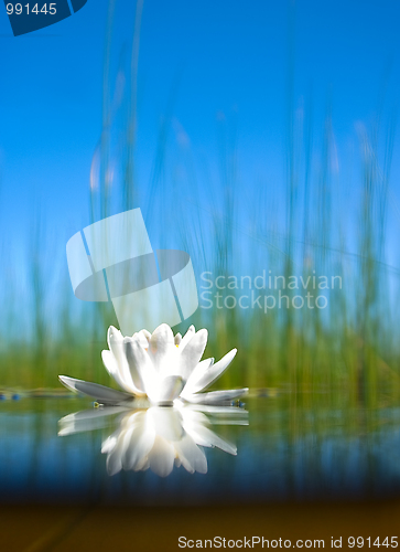 Image of how   the water-lily grow