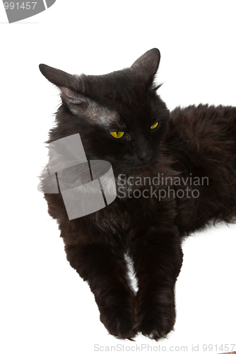 Image of black cat 