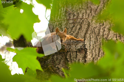 Image of Observing of the squirrel 