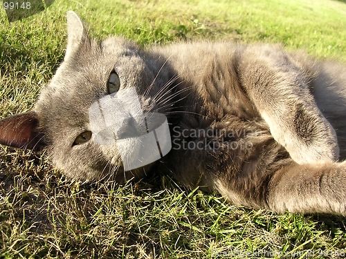 Image of Cat lying in grass