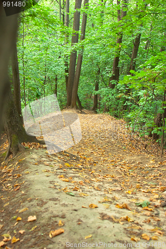 Image of Wood glade