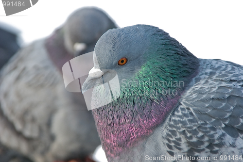 Image of pigeons 