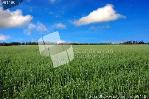 Image of In fields