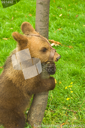 Image of bear 