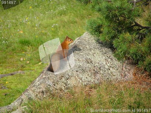 Image of squirrel 