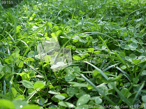 Image of Clover and grass after rain