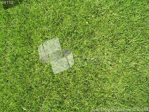 Image of Grass texture