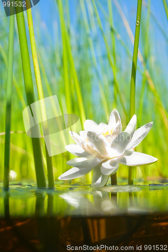 Image of how   the water-lily grow