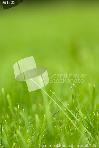 Image of park glade