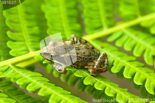 Image of young frog