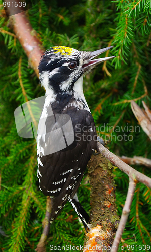 Image of Woodpecker (Picoides tridactylus)