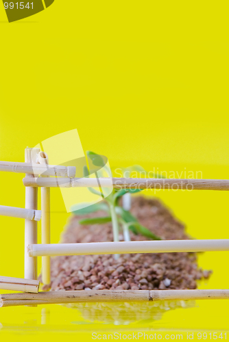 Image of vegetable patches behind a fence