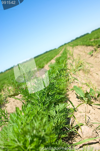 Image of parsley 