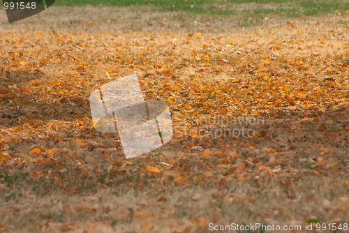 Image of Autumn background 