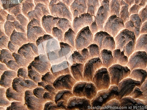 Image of Mushroom macropicture 